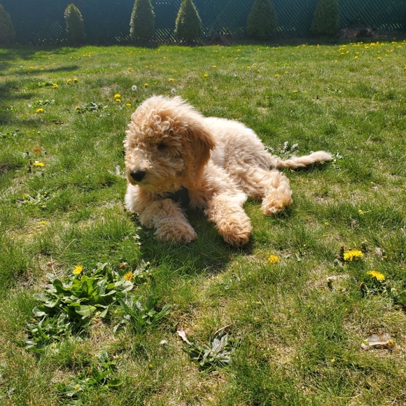 Meet your Posher Nighty Life - Picture 6 of 6